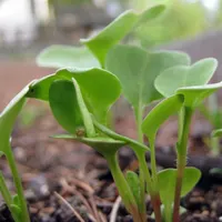 Radishes