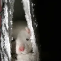 Rat