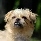 Nav thumbnail image
