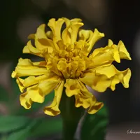 Marigolds
