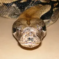 Corn Snake