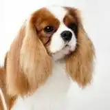 Nav thumbnail image
