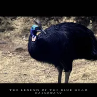 Cassowary