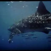 Item thumbnail image