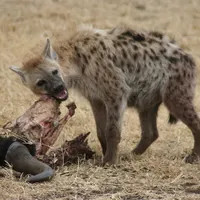 Hyena