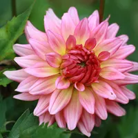 Dahlias