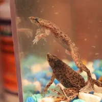 African Dwarf Frog
