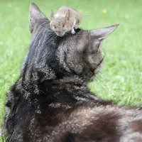 Mouse
