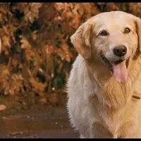 Item thumbnail image