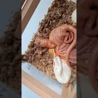 Item thumbnail image