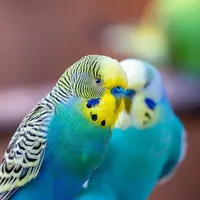 Budgie