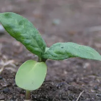 Spinach