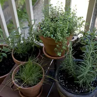 Thyme
