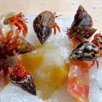 Hermit Crab