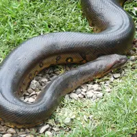 Anaconda