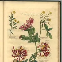 Jasmine