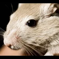 Gerbil