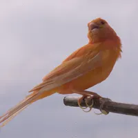 Canary