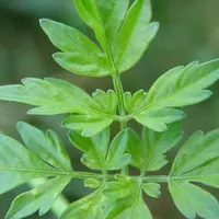 Parsley