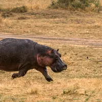 Hippopotamus