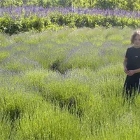 Lavender