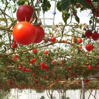 Best backyard plants to grow