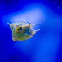 Box Jellyfish