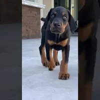 Item thumbnail image