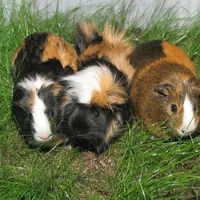 Guinea Pig
