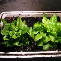 Lettuce
