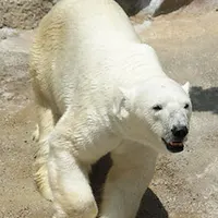 Polar Bear