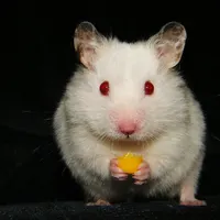 Hamster
