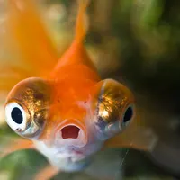Goldfish