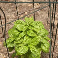 Basil
