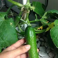 Cucumbers