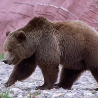 Grizzly Bear