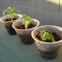 Oregano