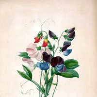 Nav thumbnail image