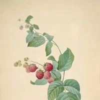 Raspberries