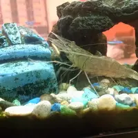 Freshwater Shrimp