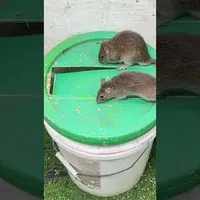 Rat Hunter (2024)