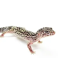 Leopard Gecko