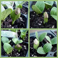 Zucchini