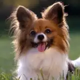 Nav thumbnail image