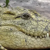 Nile Crocodile