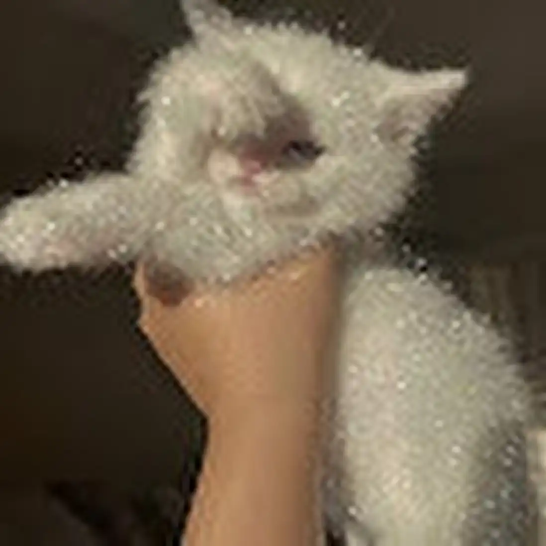 sidratul.muntaha profile image