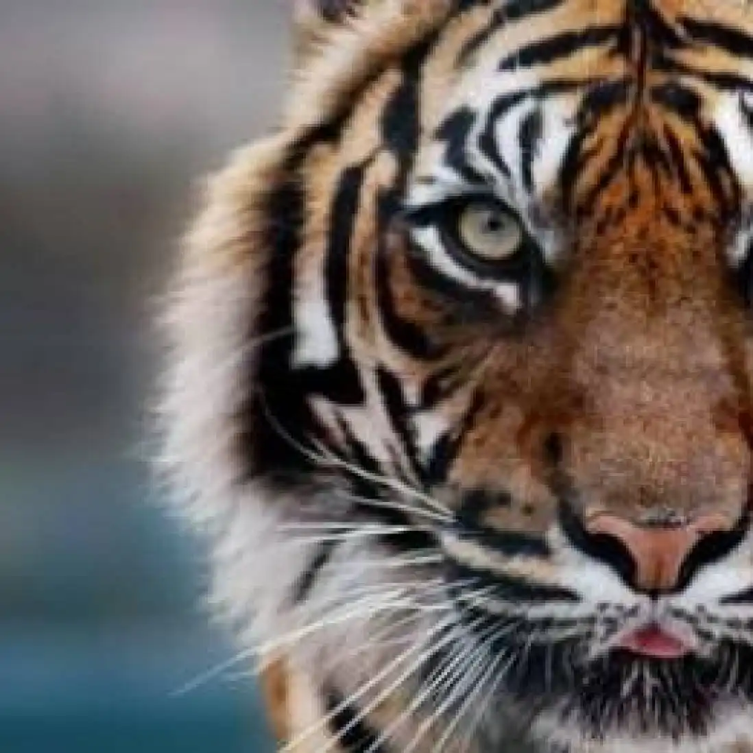 sports profile image