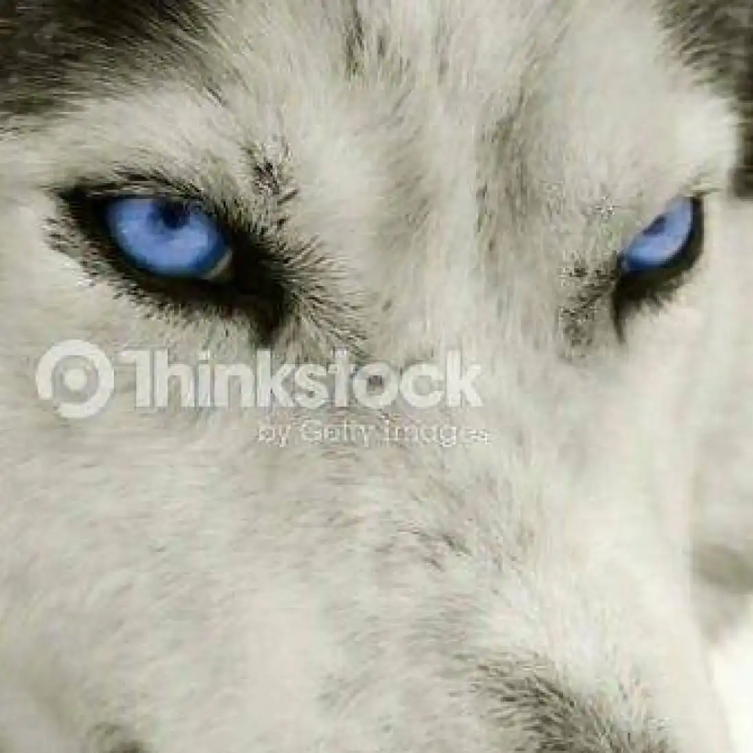 mohammad8 profile image