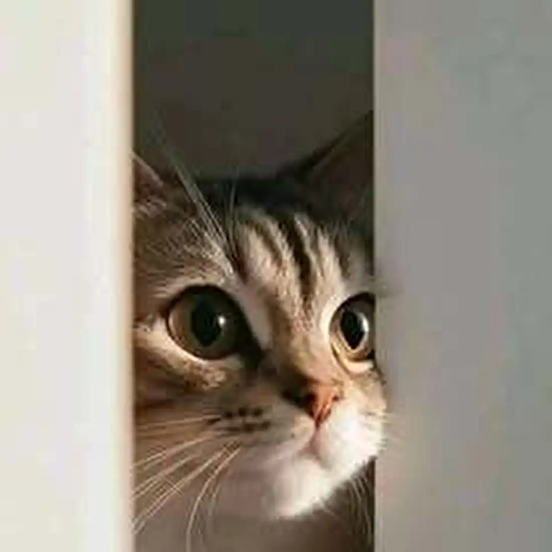 sidratul.muntaha474 profile image