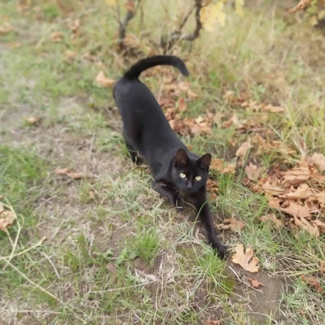 bogdan profile image